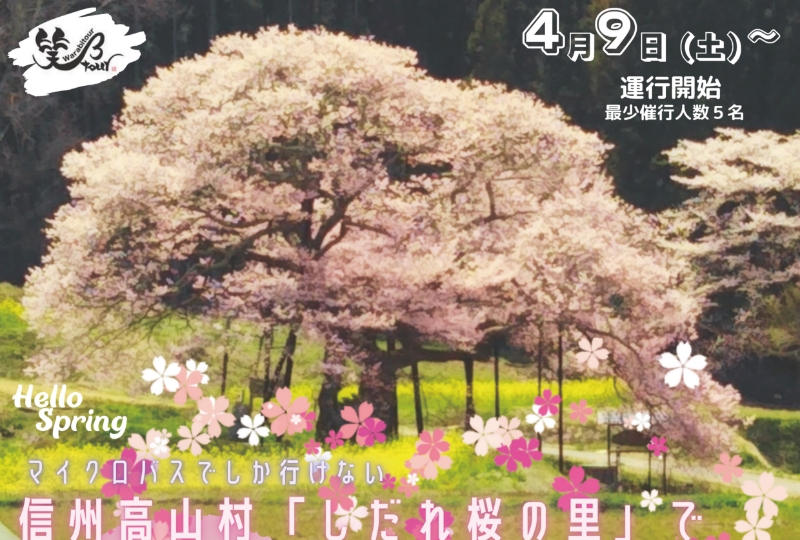 【日帰り】信州高山村「しだれ桜の里」でお花見ツアーの写真